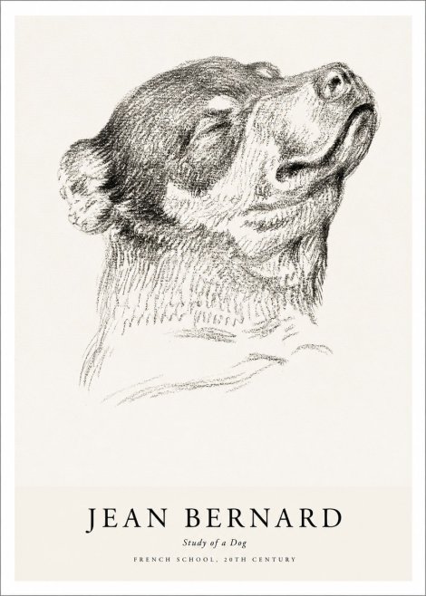 Jean Bernard Study of a Dog III No1 - Poszter