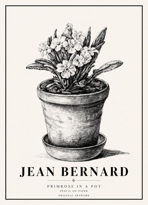 Jean Bernard Potted Primrose No6 - Poszter