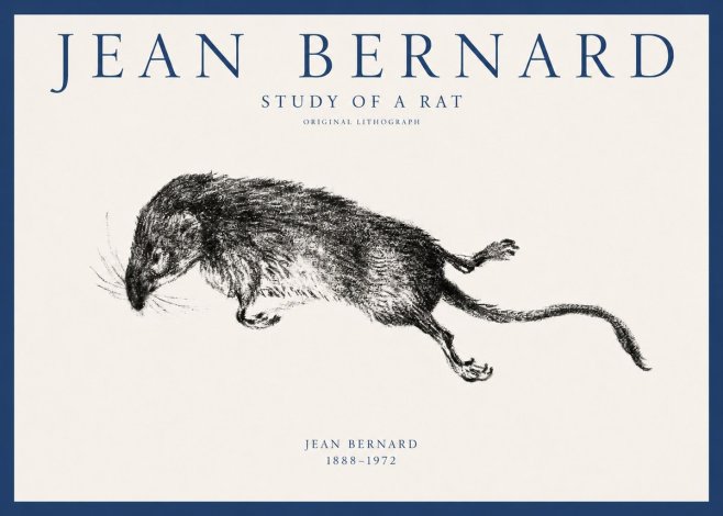 Jean Bernard Study of a Rat II No1 - Poszter