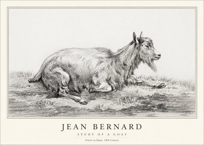 Jean Bernard Study of a Goat V No1 - Poszter