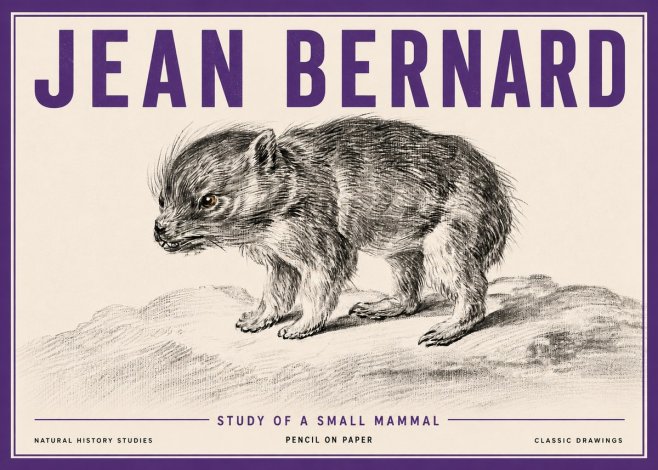 Jean Bernard Study of a Small Mammal No5 - Poszter