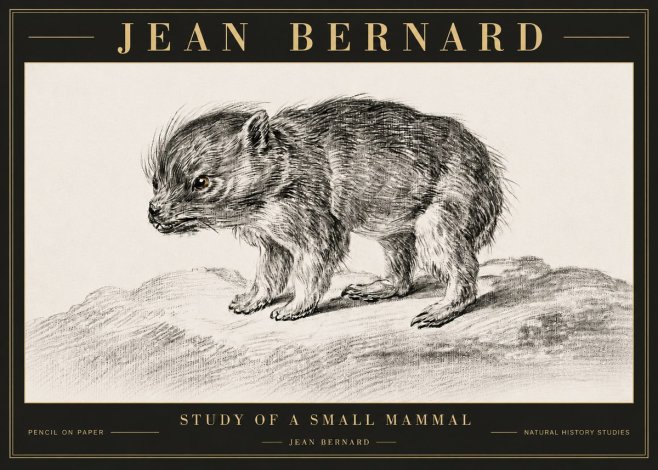 Jean Bernard Study of a Small Mammal No6 - Poszter