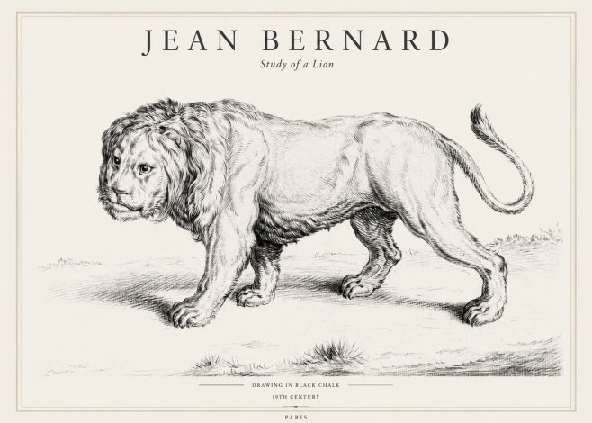 Jean Bernard Study of a Lion II No1 - Poszter
