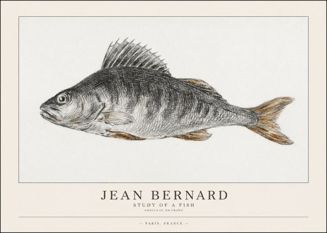 Jean Bernard Study of a Fish IV No1 - Poszter