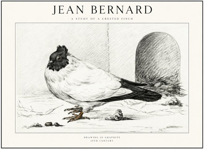 Jean Bernard A Study of a Crested Finch No1 - Poszter