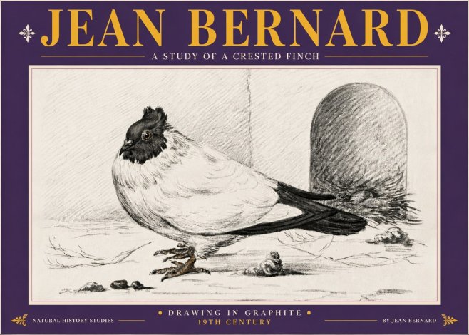 Jean Bernard A Study of a Crested Finch No5 - Poszter