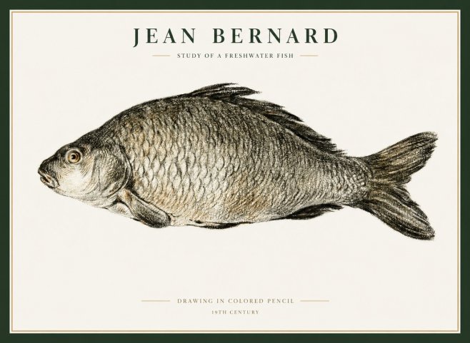 Jean Bernard Study of a Freshwater Fish No1 - Poszter