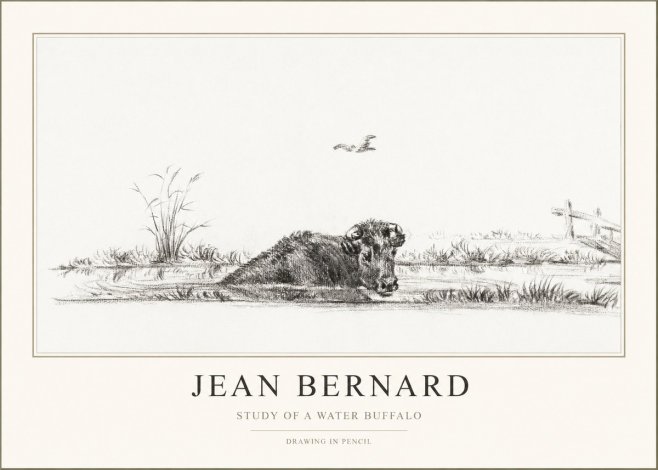 Jean Bernard Study of a Water Buffalo No1 - Poszter