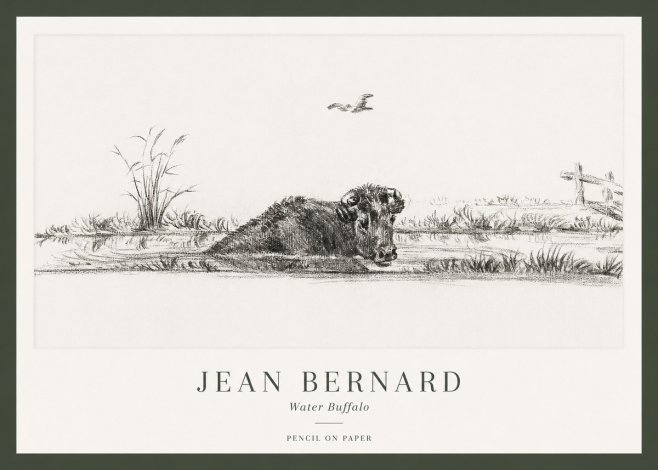 Jean Bernard Study of a Water Buffalo No2 - Poszter