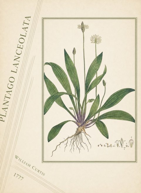 William Curtis Plantago Lanceolata III No4 - Poszter