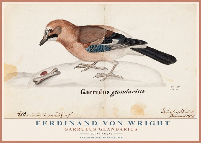 Ferdinand von Wright Garrulus Glandarius No1 - Poszter