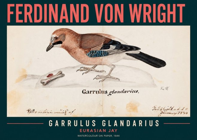 Ferdinand von Wright Garrulus Glandarius No2 - Poszter