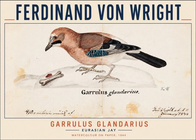 Ferdinand von Wright Garrulus Glandarius No3 - Poszter