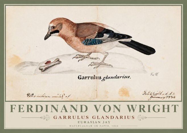 Ferdinand von Wright Garrulus Glandarius No6 - Poszter