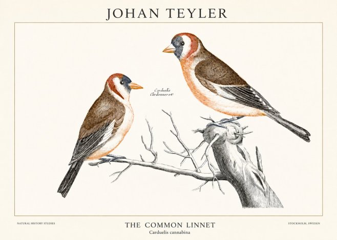 Johan Teyler The Common Linnet No1 - Poszter