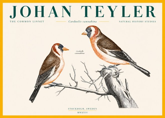 Johan Teyler The Common Linnet No4 - Poszter