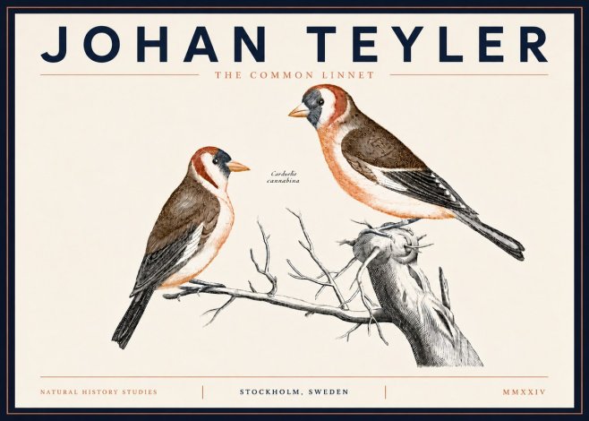 Johan Teyler The Common Linnet No5 - Poszter