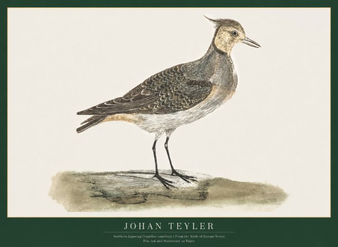 Johan Teyler Northern Lapwing (Vanellus Vanellus) No1 - Poszter