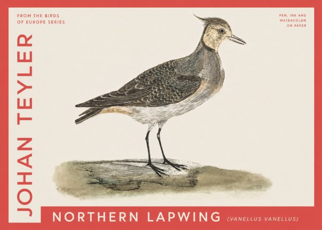 Johan Teyler Northern Lapwing (Vanellus Vanellus) No4 - Poszter