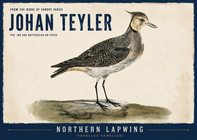 Johan Teyler Northern Lapwing (Vanellus Vanellus) No6 - Poszter