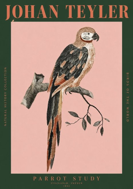 Johan Teyler Parrot Study I No2 - Poszter