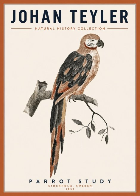 Johan Teyler Parrot Study I No3 - Poszter
