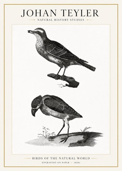 Johan Teyler Birds of the Natural World No1 - Poszter