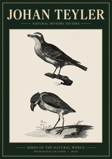 Johan Teyler Birds of the Natural World No3 - Poszter