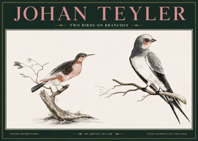 Johan Teyler Two Birds on Branches No3 - Poszter