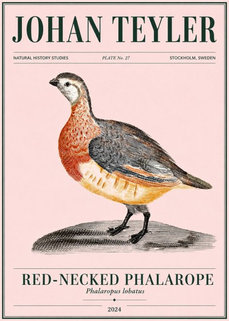 Johan Teyler Red-necked Phalarope No4 - Poszter