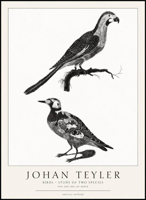 Johan Teyler Birds - Study of Two Species No1 - Poszter