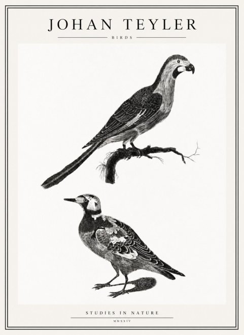 Johan Teyler Birds - Study of Two Species No2 - Poszter