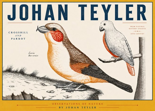 Johan Teyler Crossbill and Parrot No6 - Poszter