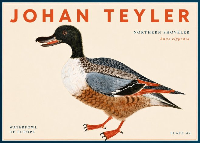 Johan Teyler Northern Shoveler (Anas Clypeata) No6 - Poszter