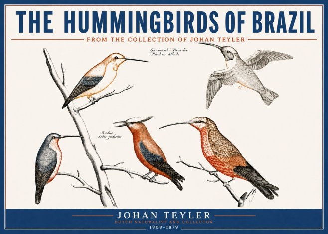 Johan Teyler The Hummingbirds of Brazil from the Collection of Johan Teyler No4 - Poszter