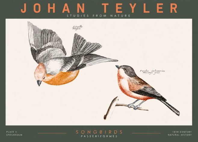 Johan Teyler Songbirds - Plate Ii No2 - Poszter