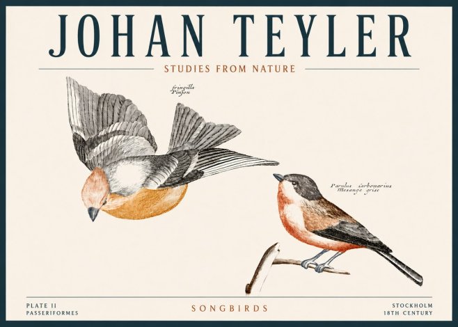 Johan Teyler Songbirds - Plate Ii No4 - Poszter
