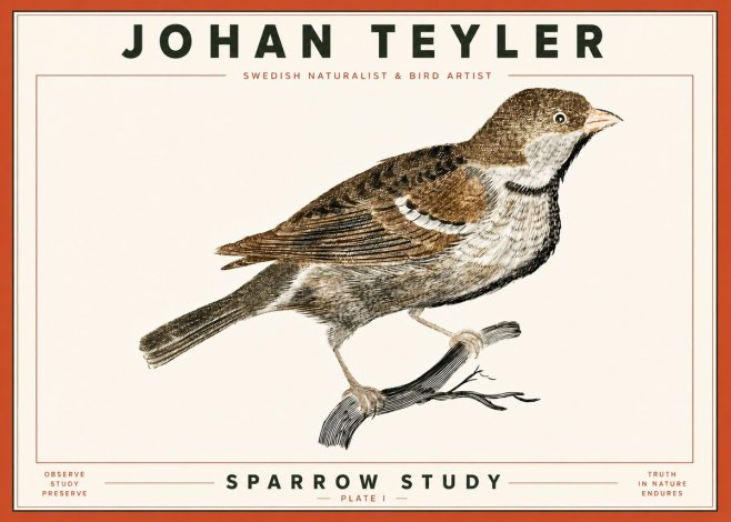 Johan Teyler Sparrow Study No4 - Poszter