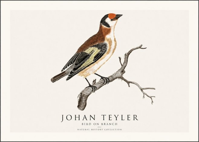 Johan Teyler Song of the Finch No2 - Poszter