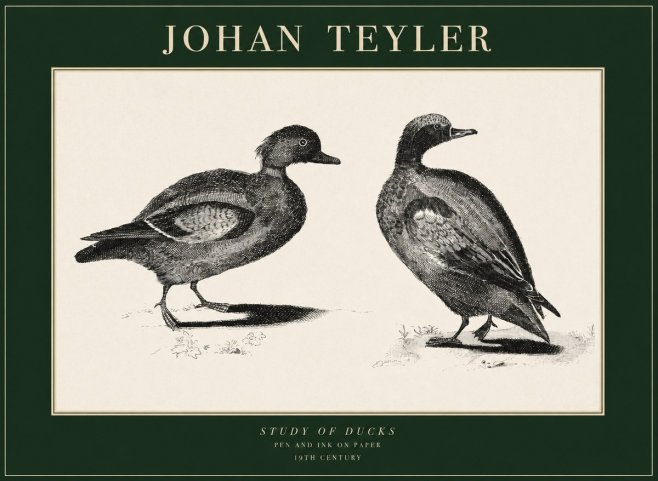 Johan Teyler Study of Ducks No1 - Poszter
