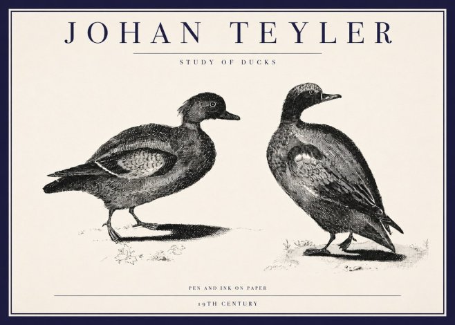 Johan Teyler Study of Ducks No3 - Poszter