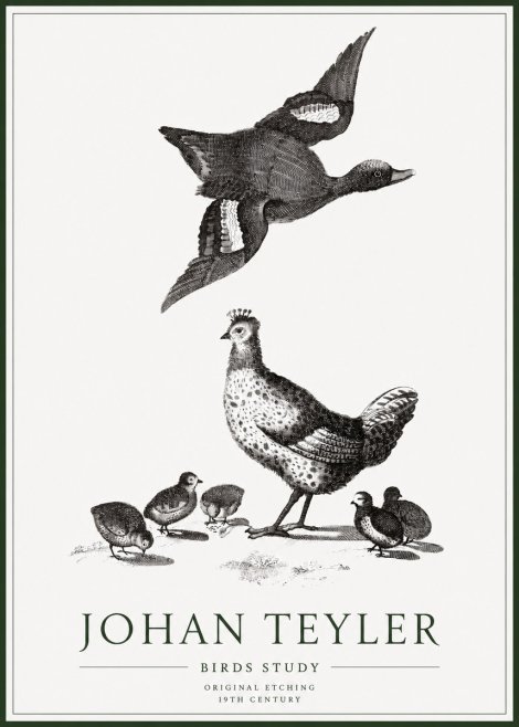 Johan Teyler Birds Study No1 - Poszter
