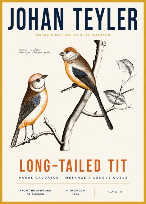 Johan Teyler Long-tailed Tit No3 - Poszter