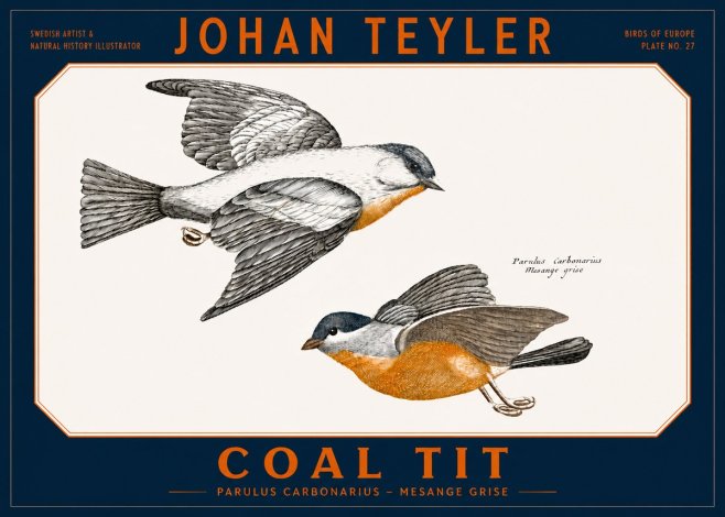 Johan Teyler Coal Tit No2 - Poszter
