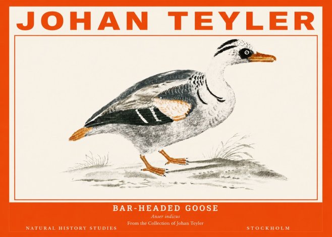 Johan Teyler Bar-headed Goose No2 - Poszter