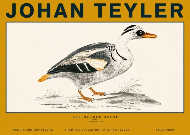 Johan Teyler Bar-headed Goose No6 - Poszter