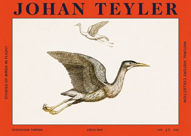 Johan Teyler Studies of Birds in Flight No2 - Poszter
