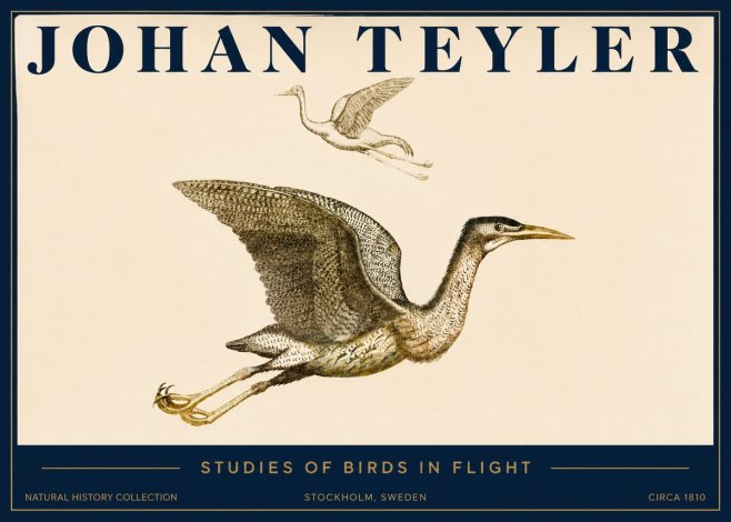 Johan Teyler Studies of Birds in Flight No3 - Poszter