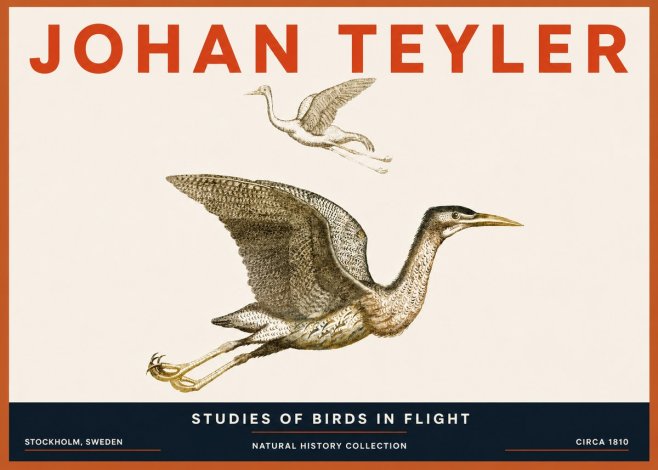 Johan Teyler Studies of Birds in Flight No5 - Poszter