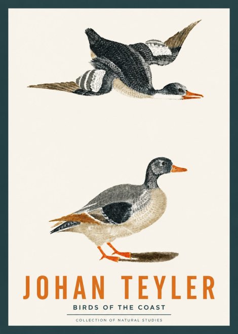Johan Teyler Birds of the Coast No2 - Poszter